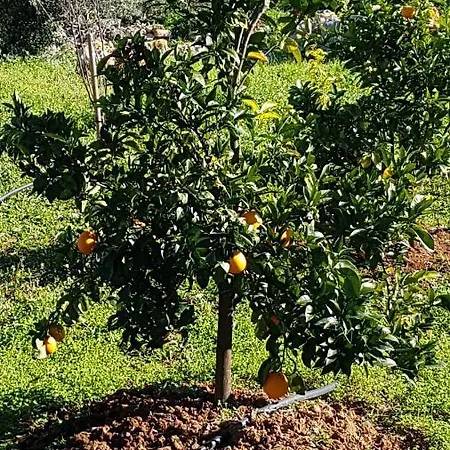 Nocleg ze śniadaniem Casa Oliviera 3*